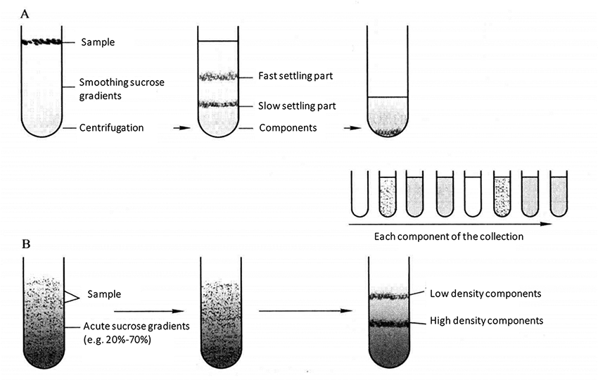 Sedimentation Coefficient of Different Molecules and Organelles
